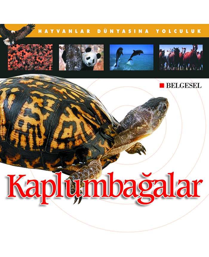 Kaplumbağalar