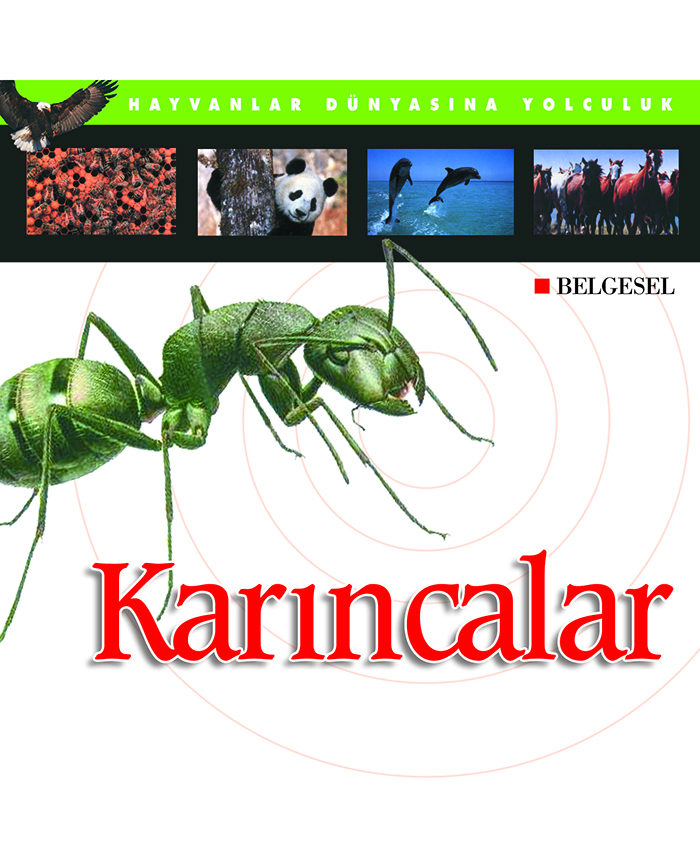Karıncalar