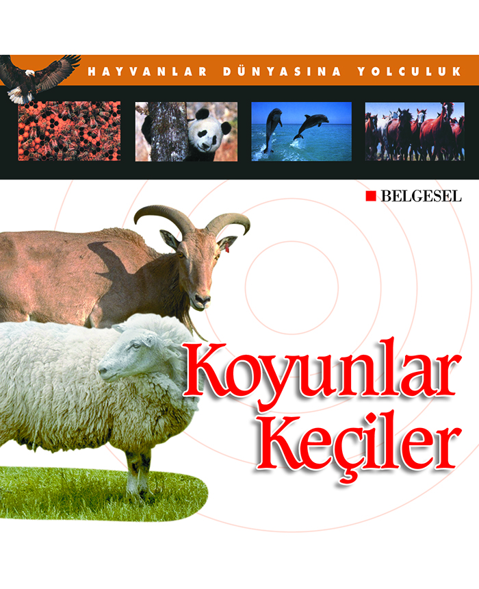 Koyunlar ve Keçiler